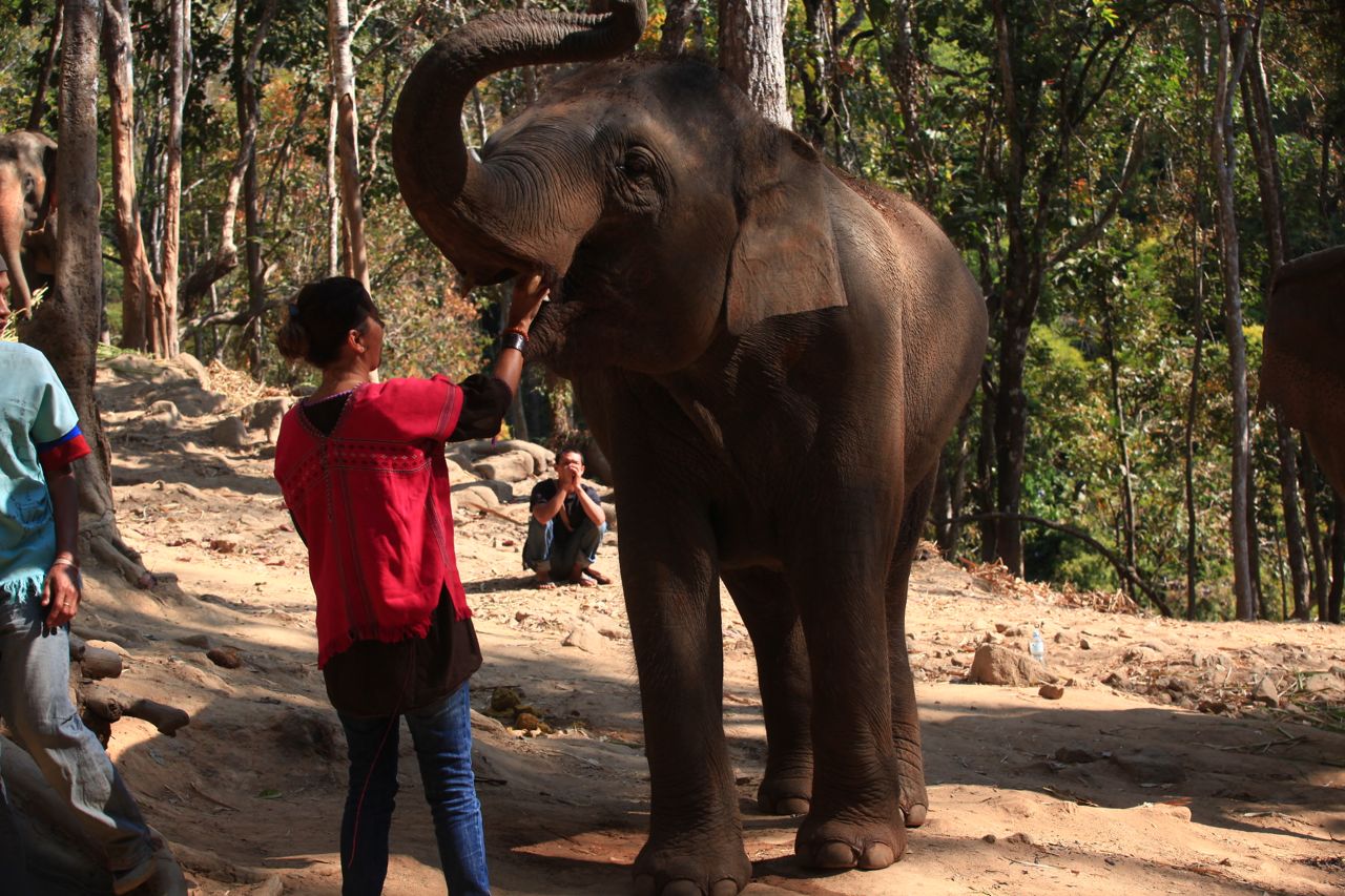 Feeding your elephant