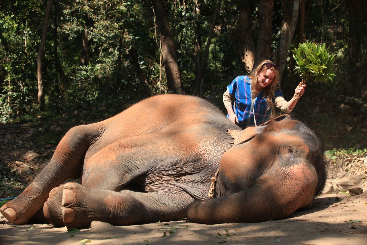 Brushing your elephant